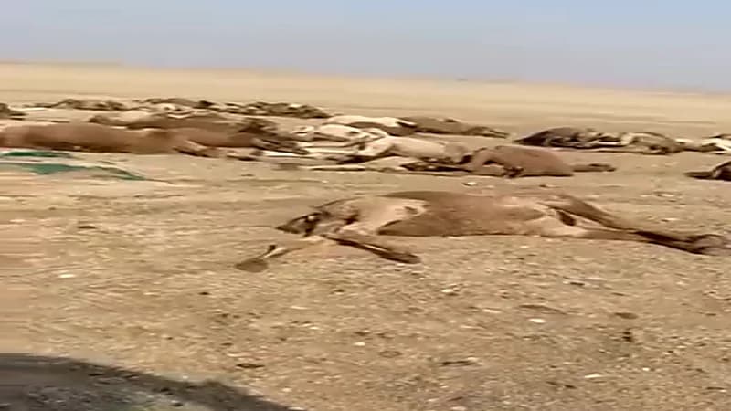 شاهد.. نفوق أكثر من 40 ناقة بعد تناولها نباتات