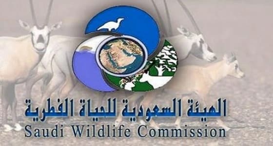 " الحياة الفطرية " تعتمد 120 محضر لمخالفين المناطق المحمية