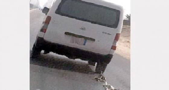 " زراعة الأحساء " تستدعي مصور فيديو سحل القطتين