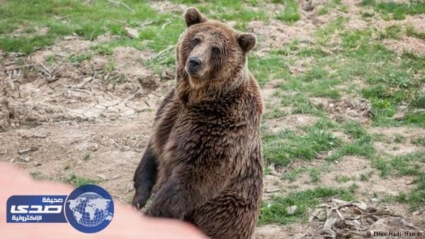 دب يلتهم يد طفل فلسطيني في رحلة مدرسية