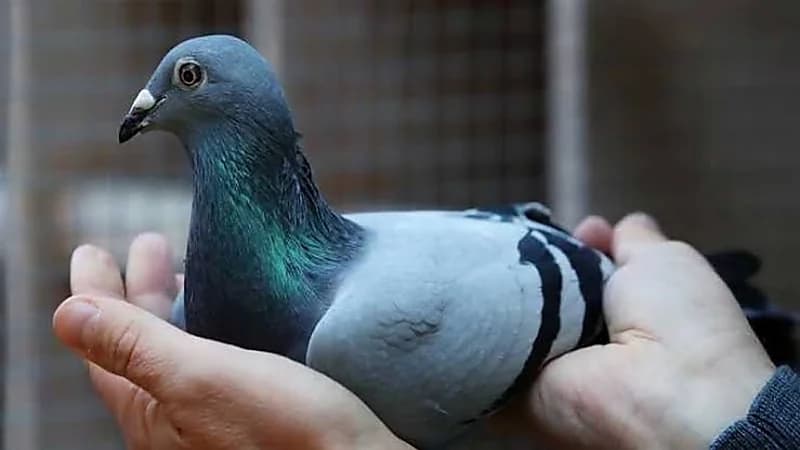 جدل في العراق بسبب فيديو لشخص يفصل رأس حمامة بيده