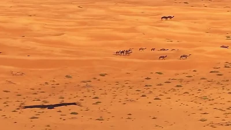 شاهد.. مشهد تم تداوله عالميا من مسار رالي داكار 2022‪ في المملكة