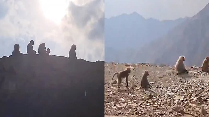 بالفيديو.. قرود طريق السودة تفاجئ السفير الفرنسي