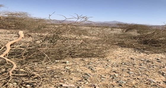 بالصور.. اعتداء على أشجار خضراء بوادي الفرع