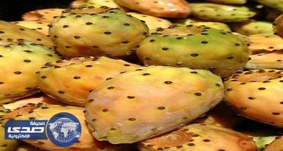 أمانة الطائف تصادر 500 عبوة فاسدة من التين الشوكي والطماطم