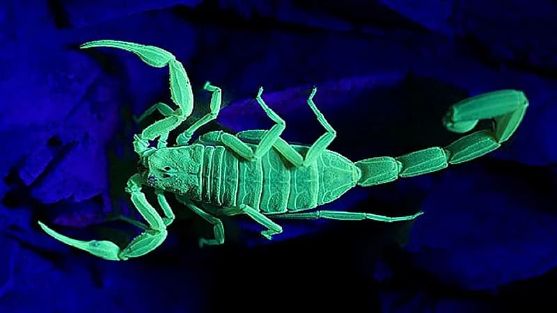 علماء يفسرون سبب تحول العقرب إلى "مصباح" ليلاً