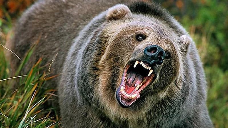 دب يسحب امرأة أثناء نومها ويقتلها بطريقة مروعة