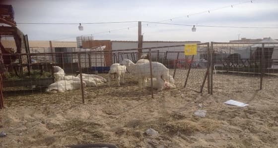 بالصور.. انذار لأصحاب أحواش المواشي العشوائية بالدمام تمهيدًا لازالتها