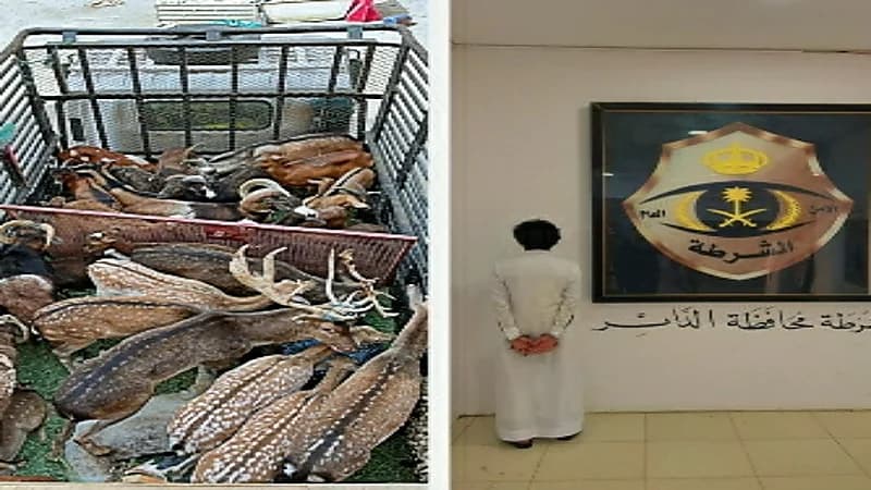 ضبط مقيم بحوزته وعول وغزلان مهربة من خارج المملكة