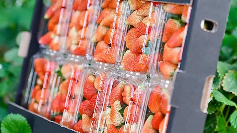مزارع بالطائف ينجح في استزراع الفراولة وانتاجها بكميات كبيرة