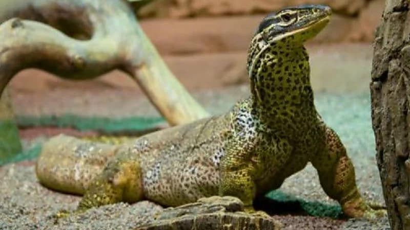 فتاة تفاجأ بحيوان مخيف يقتحم منزلها