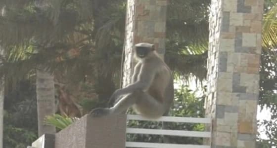 بالفيديو.. قرود تسيطر على قرية وتحرم سكانها من الخروج