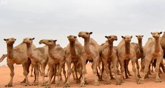 فهد بن فلاح: مشاركة شخصية عزيزة في مزاين الإبل هذا العام