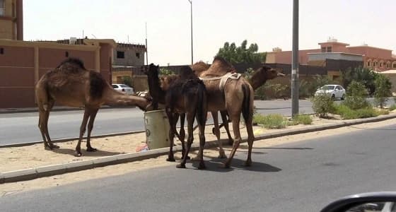بالفيديو .. إبل سائبة تتجول في شوارع " أضم " والبلدية: منتشرة بالأرياف