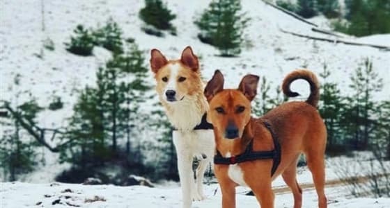 بالصور.. كلبان يتركان شوارع مصر للعيش في السويد