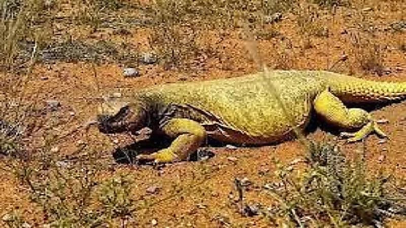 محمية الإمام تركي بن عبدالله تعيد تكاثر الضَّبّ المهدد بالانقراض