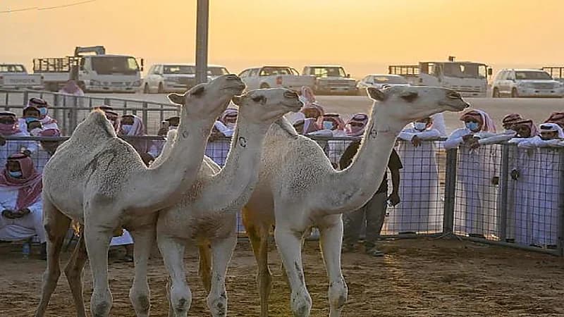 خيمة البادية بمهرجان الإبل تجذب 15 ألف زائر