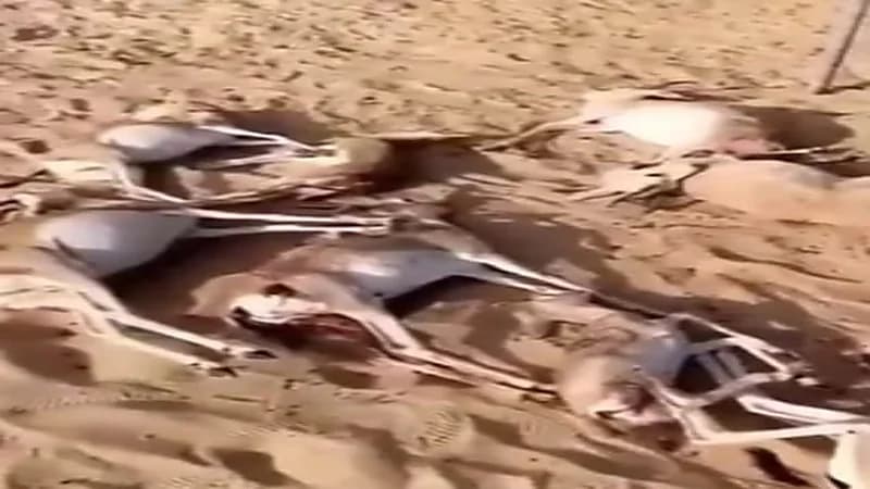 شاهد.. غزلان ميتة تعرضت لهجوم من ذئب في إحدى المحميات بالشرقية 