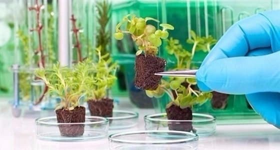 برنامج أمريكي لتحويل النباتات إلى " جواسيس " لهذه الأغراض