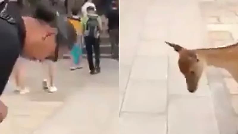 بالفيديو.. غزال يرد التحية بالياباني