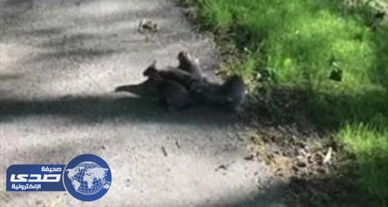 التشهير بشركة سيارات باعت 6 مركبات متضررة دون الإفصاح للمشترين