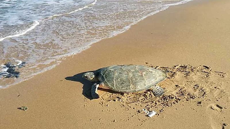 بالفيديو ..حرس الحدود يعيد سلحفاة بحرية إلى بيئتها في أملج