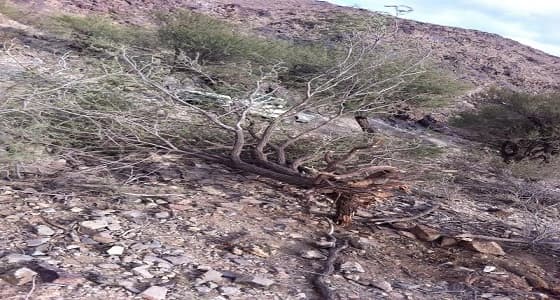 بالصور.. " الاحتطاب " يغزو الباحة.. والأهالي يطالبون بتكثيف الرقابة على الغابات