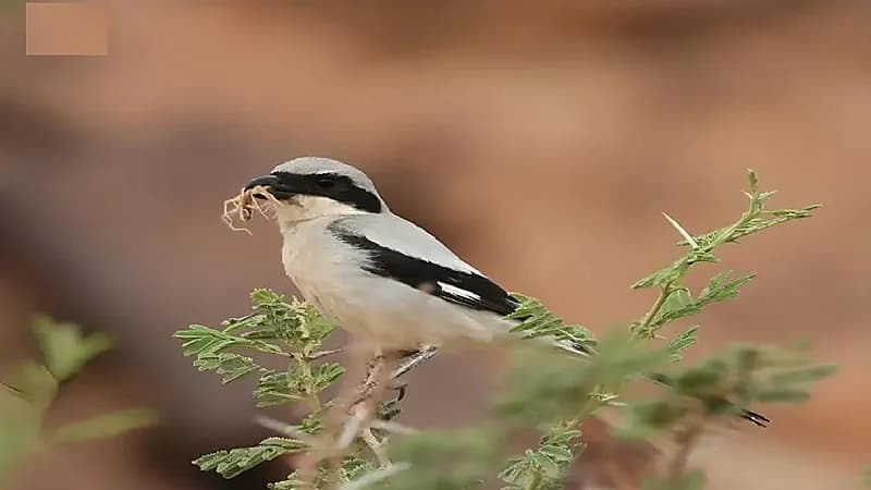 رصد طائر الصرد الرمادي الصغير في طريف