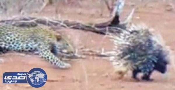 بالفيديو.. اثنان من حيوان النيص يٌعاقبان فهد