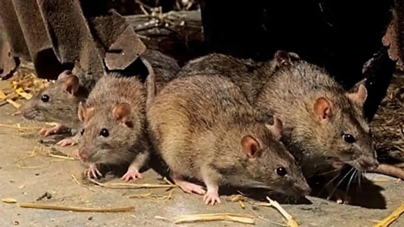 انتشار فيروس جديد بين الفئران