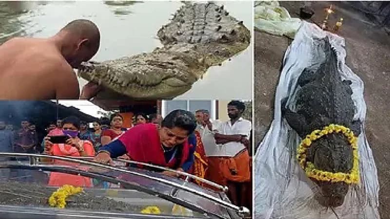 بالفيديو.. جنازة مهيبة أُقيمت لتمساحة ماتت بعمر 80 سنة