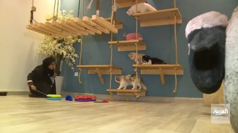 بالفيديو.. شابة تحول منزل عائلتها إلى فندق للقطط في جدة