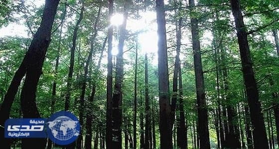 باحثون: هولندا تفقد غاباتها