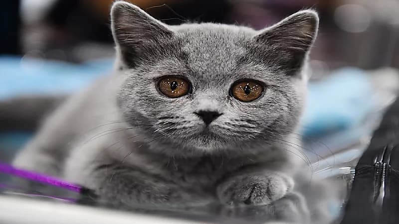 فتاة تحرض كلبها لقتل قطة!