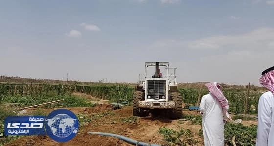 بالفيديو والصور.. استمرار تجريف مزارع تُروى بمياه الصرف بالطائف
