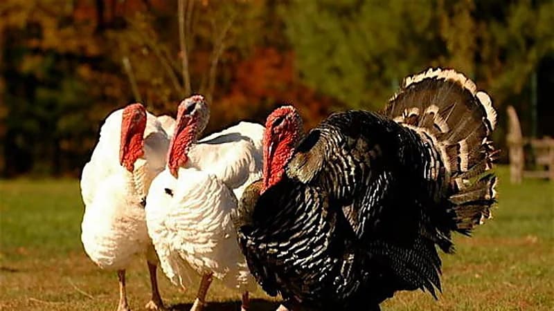 هجوم شرس من عصابة ديك رومي على رجل