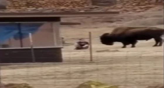 بالفيديو.. جاموس بري ينتقم من رجل حاول الاقتراب منه