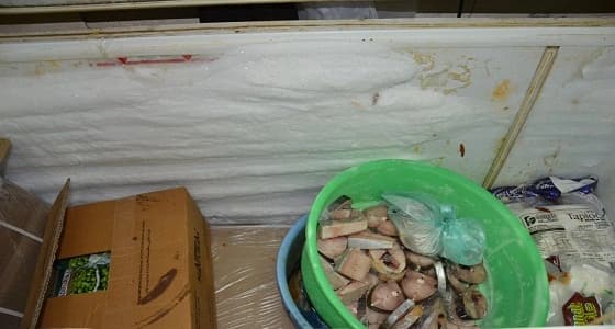 بالصور.. مصادرة لحوم وأسماك مجهولة المصدر بينبع