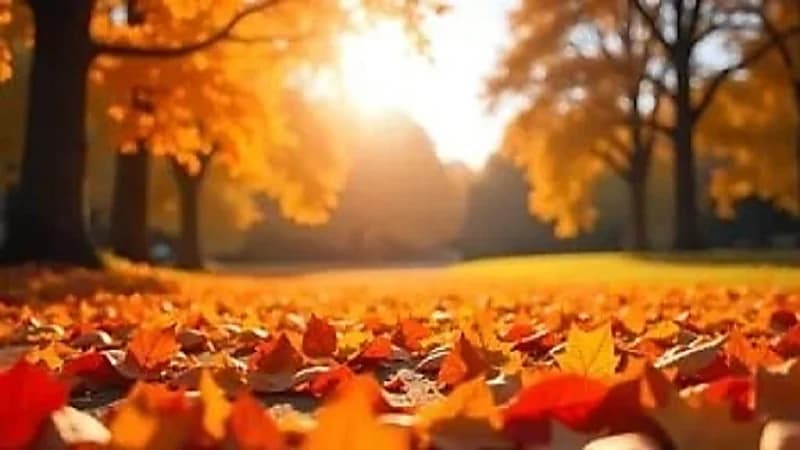 فلكية جدة: اليوم بداية فصل الخريف 2025 فلكيا