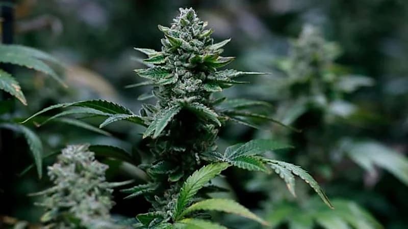 دولة توزع الحشيش مجاناً على مواطنيها