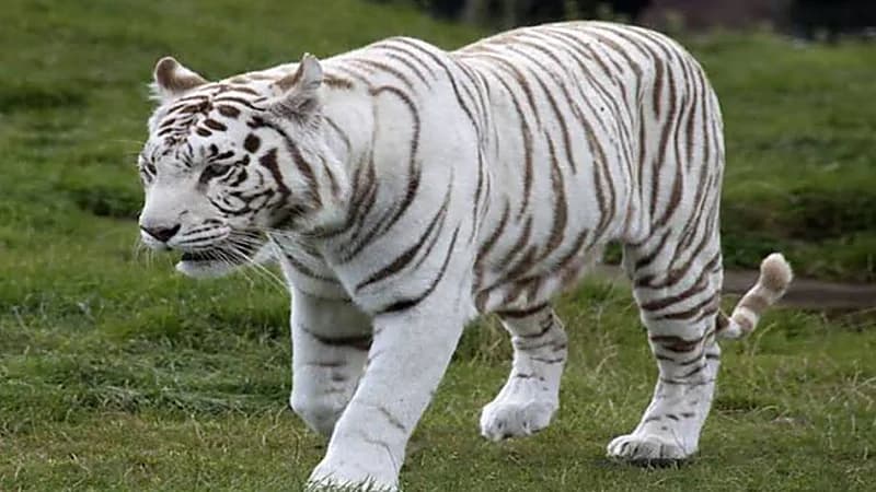 اختفاء نمر مفترس يثير الذعر في الساحل الشمالي