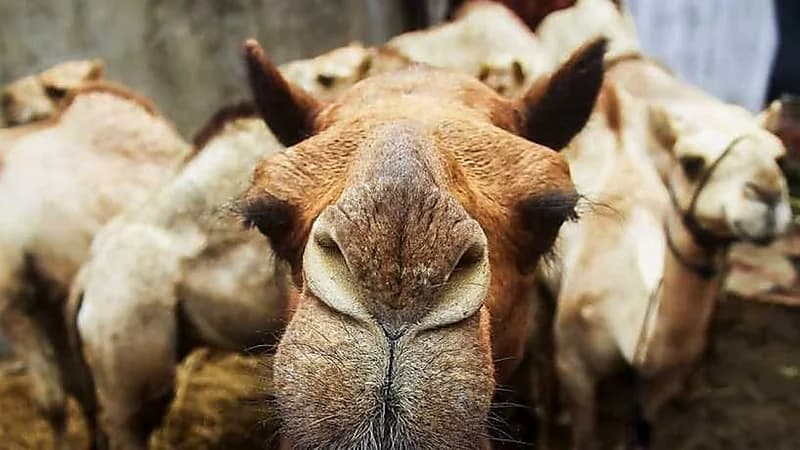 رصد حالات تمطيط وحقن في مزاين الإبل