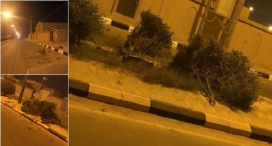 بالصور.. مجهول يقتلع عدد من الأشجار في العويقيلة