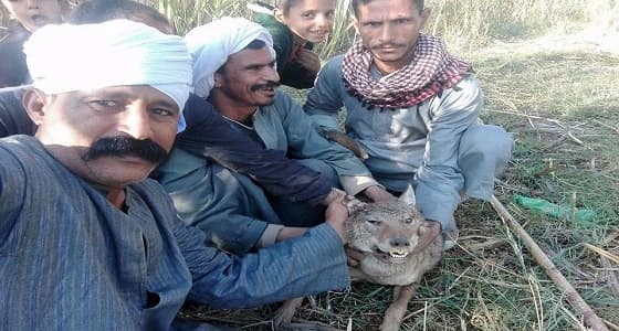 شاهد.. صعيدي هوايته التقاط الـ " سيلفي " مع الذئاب