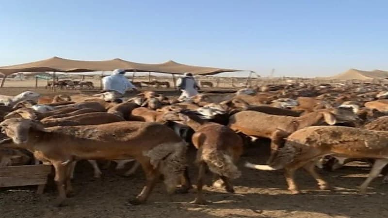 البيئة والزراعة: لا رسوم على دخول الماشية إلى أسواق النفع