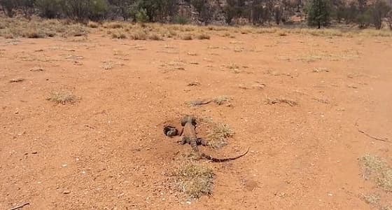 بالصور.. سحلية تصطاد أرنب من داخل جحره ببراعة