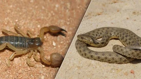 بالفيديو.. سبب خروج العقارب والثعابين من جحورها في هذه الأيام