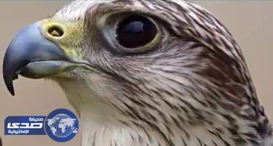 بالفيديو.. نادي الصقور وعلاقته بعادات العرب القديمة