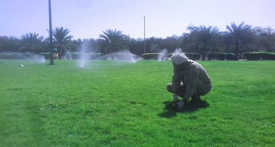 بالصور.. صيانة المسطحات الخضراء في نجران