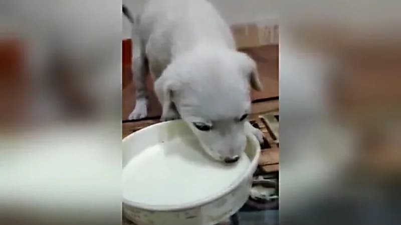 بالفيديو.. شاب ينقذ كلب غرق في زيت السيارات